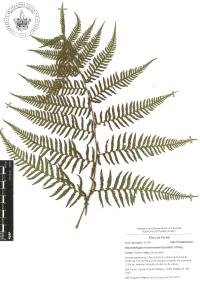 Macrothelypteris torresiana image